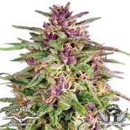 Dutch Passion Seeds Frisian Dew